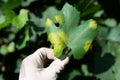 Downy mildew fungal disease on grape leaf Royalty Free Stock Photo